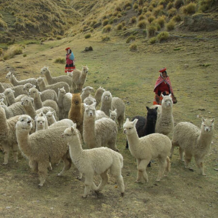 PÉROU, des sommets sacrés à la racine du monde