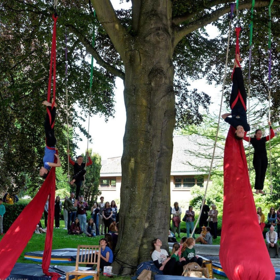 Les circassiennes sont pendues à l'arbre à l'aide de draps.